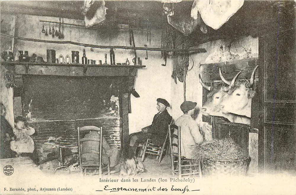 Interior nas Landas (lou Pâchedeûy) — Engorda de bois — F. Bernéde, fot., Arjuzanx (Landas) - Frente