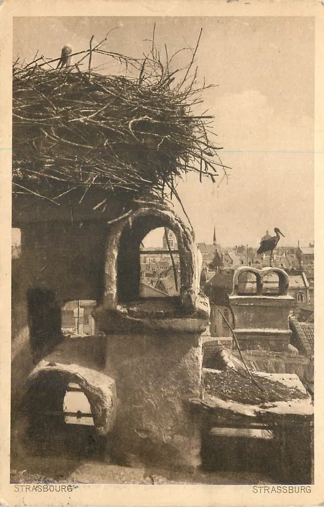 Ninho de pássaro em telhado de Strasbourg — Strasbourg, editor Hélio 364 - Frente