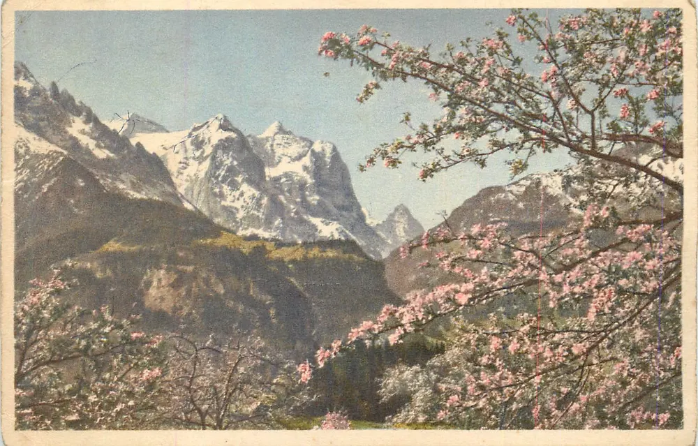 Mont-Blanc — vista dos picos nevados com flores de cerejeira em primeiro plano — Imprimerie Wellhorn, Wetterhorn, Eiger, No. 1004 - Frente