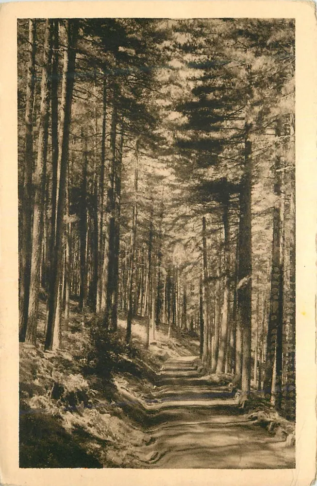 Estrada de Corte — Floresta de Aitone — Cartas "La Cigogne", Ajaccio - Frente