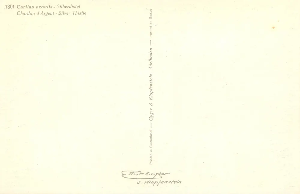 Duas flores de Carlina acaulis — Silver Thistle — editor Thoh & Gyger, Adelboden - Verso