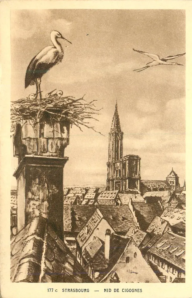 Estrasburgo — Ninho de coruja — Editor « La Cigogne » - Frente