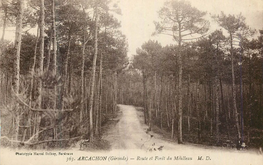 ARCACHON (Gironde) — Route et Forêt du Mouldleau — Phototypie Marcel Delboy, Bardeaux, n°363 - Recto