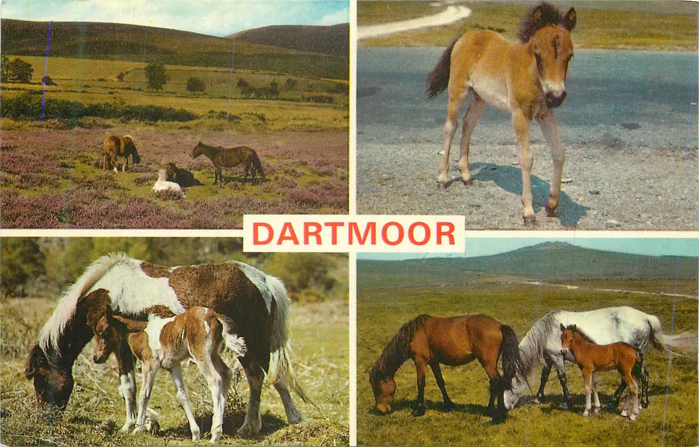 Dartmoor — Poneaux i krajobrazy — A Cotman-Color Series Postcard by Jarrold & Sons Ltd - Awers