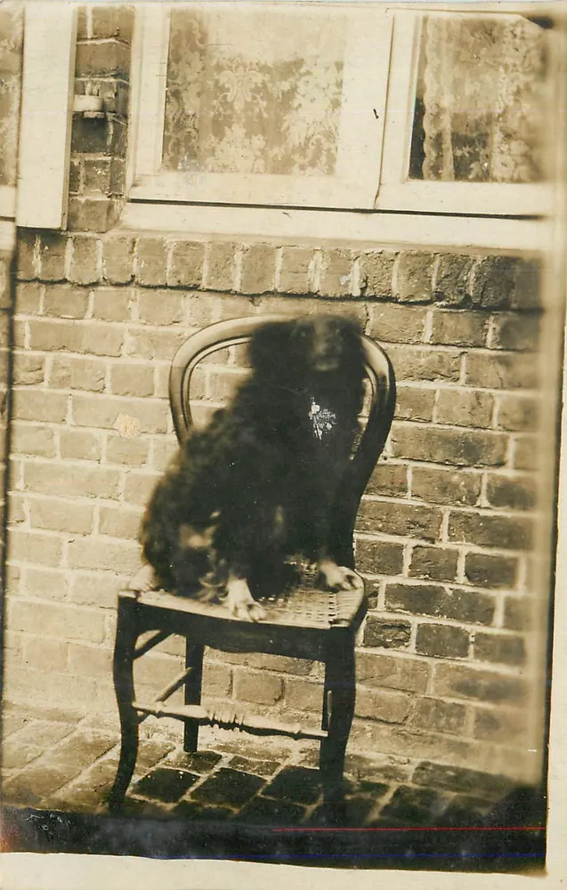 Dog on chair — in front of brick wall — publisher not visible - Front