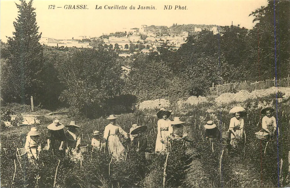 Grasse — A Colheita do Jasmim — ND Fot. - Frente