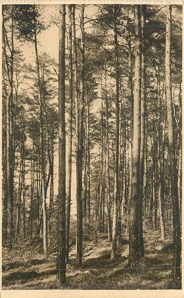 Bosque de Andaine — Asentamiento de pino silvestre — Editor: Héliogravure Imprimeries Rétiennes - Anverso