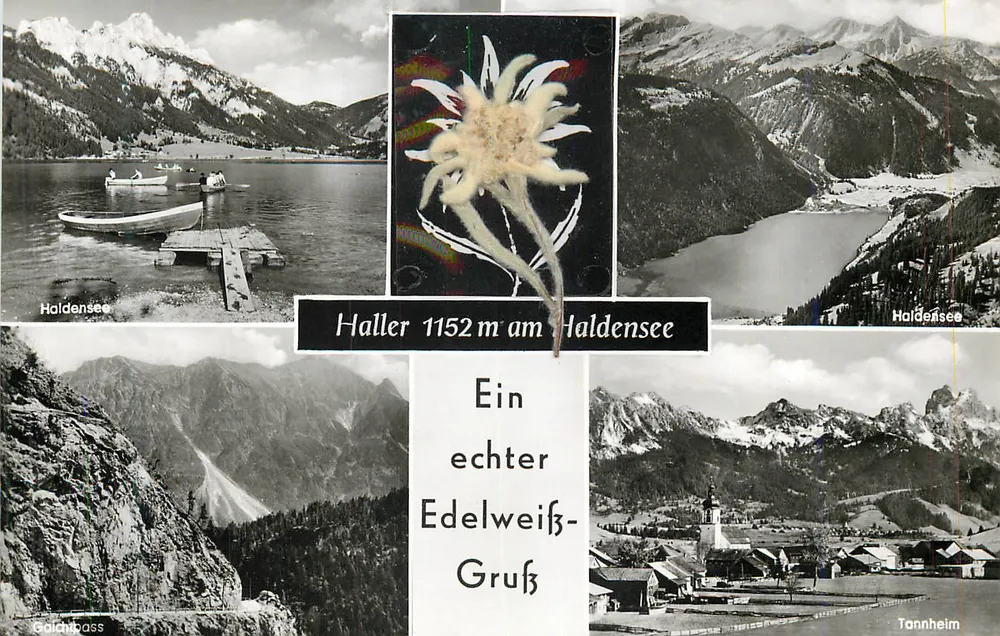 Lago Haldensee — Haller 1152 m no lago Haldensee — Um verdadeiro cumprimento de edelweiss — Kunstverlag Franz Milz, Reutte - Frente