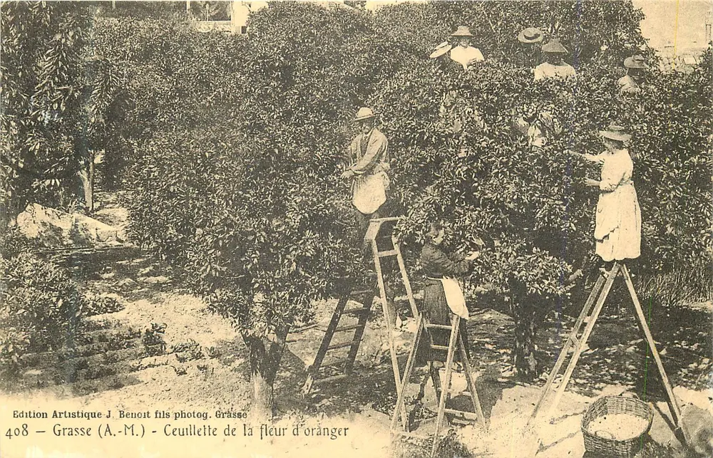 Ceuvillette de la fleur d'oranger — Grasse — Edição Artística J. Benoit filho fotog. Grasse, n°408 - Frente