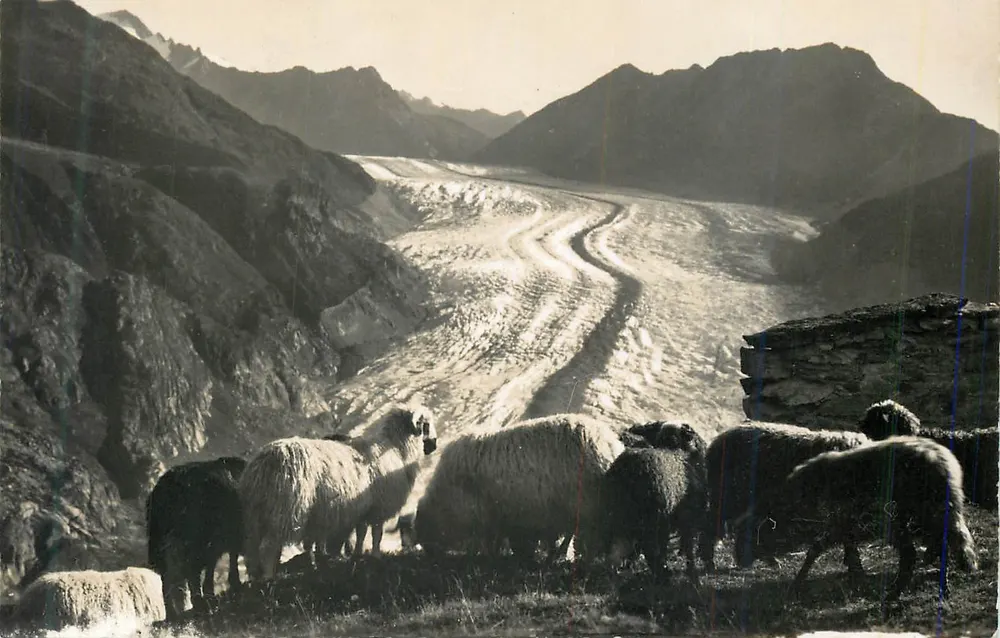Ovelhas perto do glaciar — Grandes Alpes — Gr. Dietschetscher - Frente