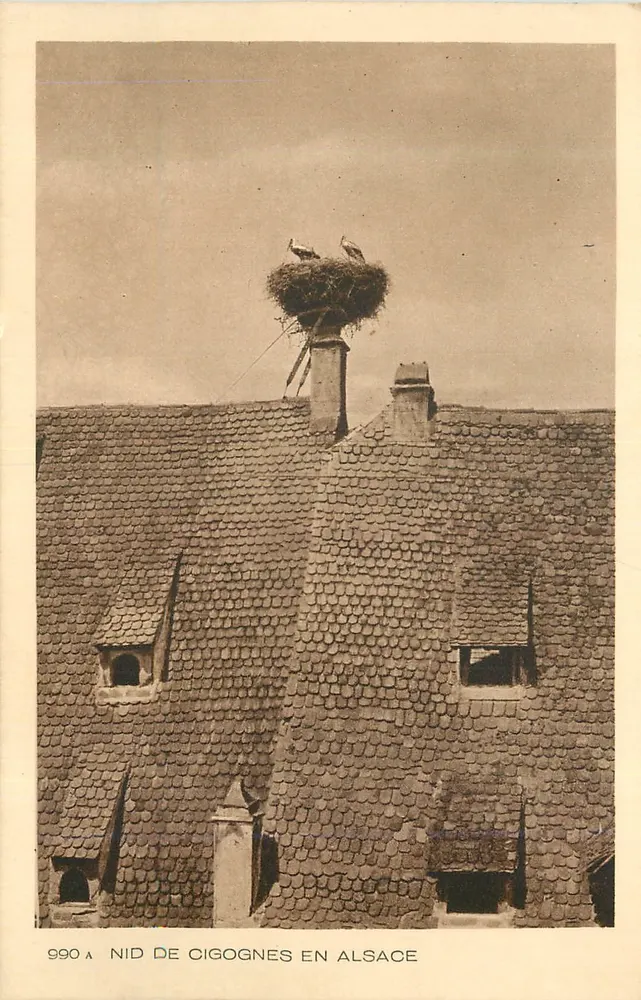 Zwerveren nest in de Elzas — antieke ansichtkaart n°990A - Voorkant