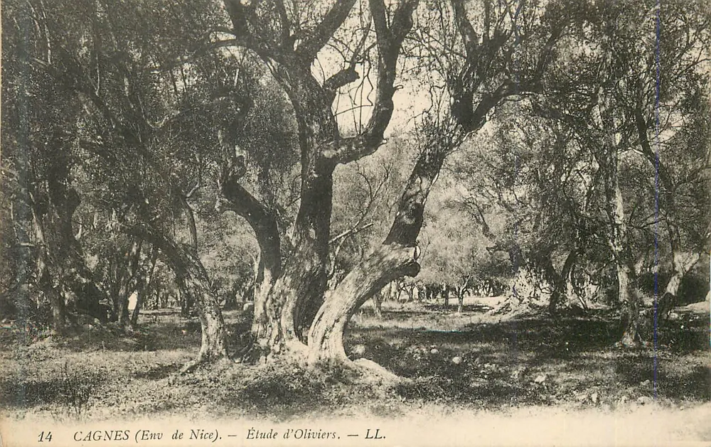 Cagnes (perto de Nice) — Estudo de Oliveiras — LL. n°14 - Frente