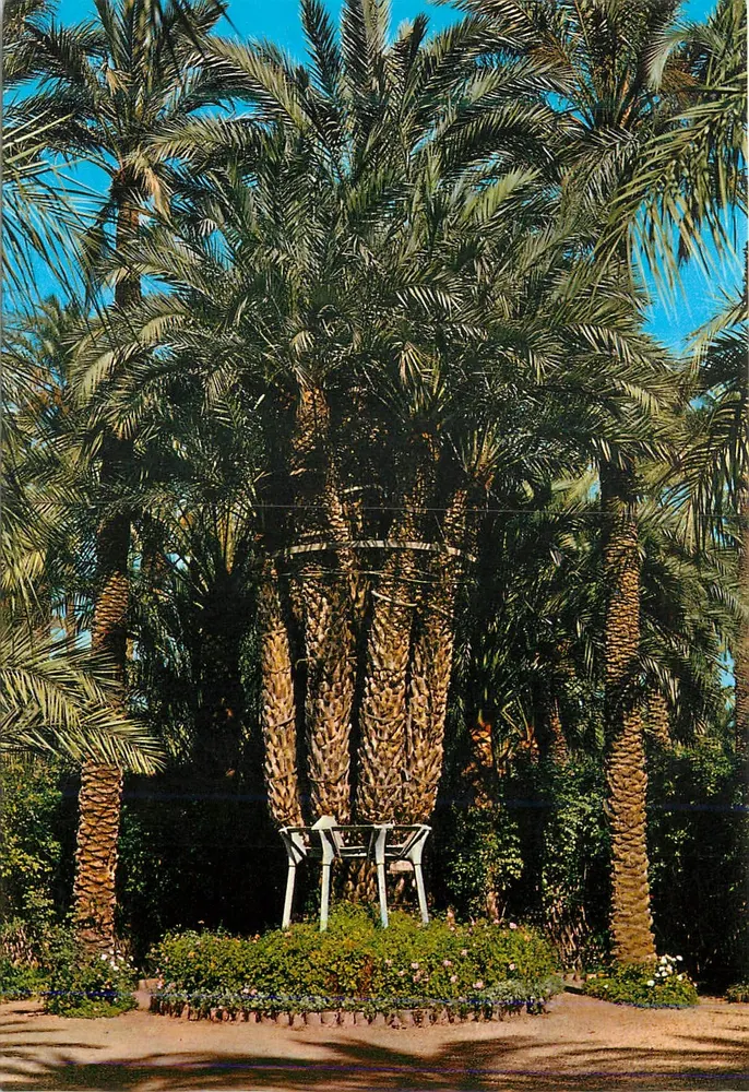 Elche - Huerto del Cura. Palmera Imperial de los ocho brazos — Imp. A. G. Cobas, S.A. Barna, DEPOSITO LEGAL B 12472 - Recto