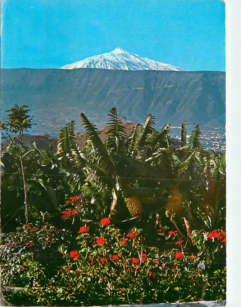 Teide im Hintergrund — Bananenplantage — Ro-Foto-Edition, Nr. 473 - Vorderseite