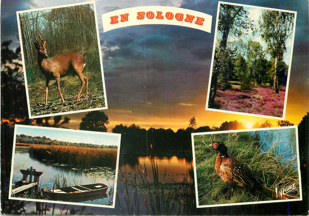 Na Sologne — Paisagens e fauna — Edições Valoire, H. 5.659 - Frente