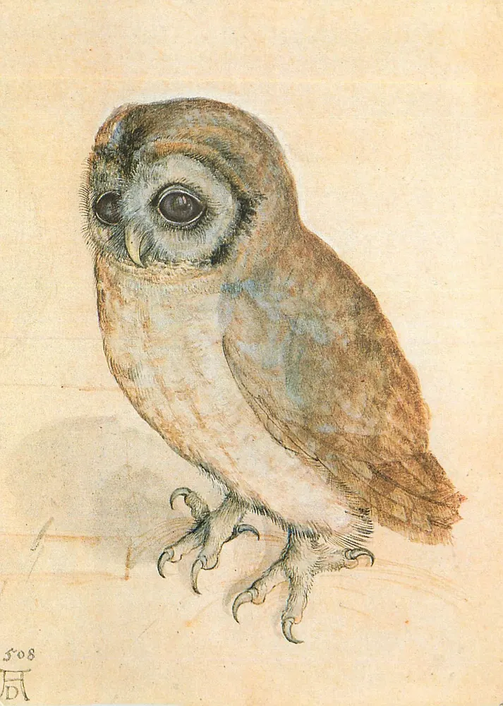 Eule — Zeichnung von Dürer — Emil Fink Verlag, Stuttgart - Vorderseite