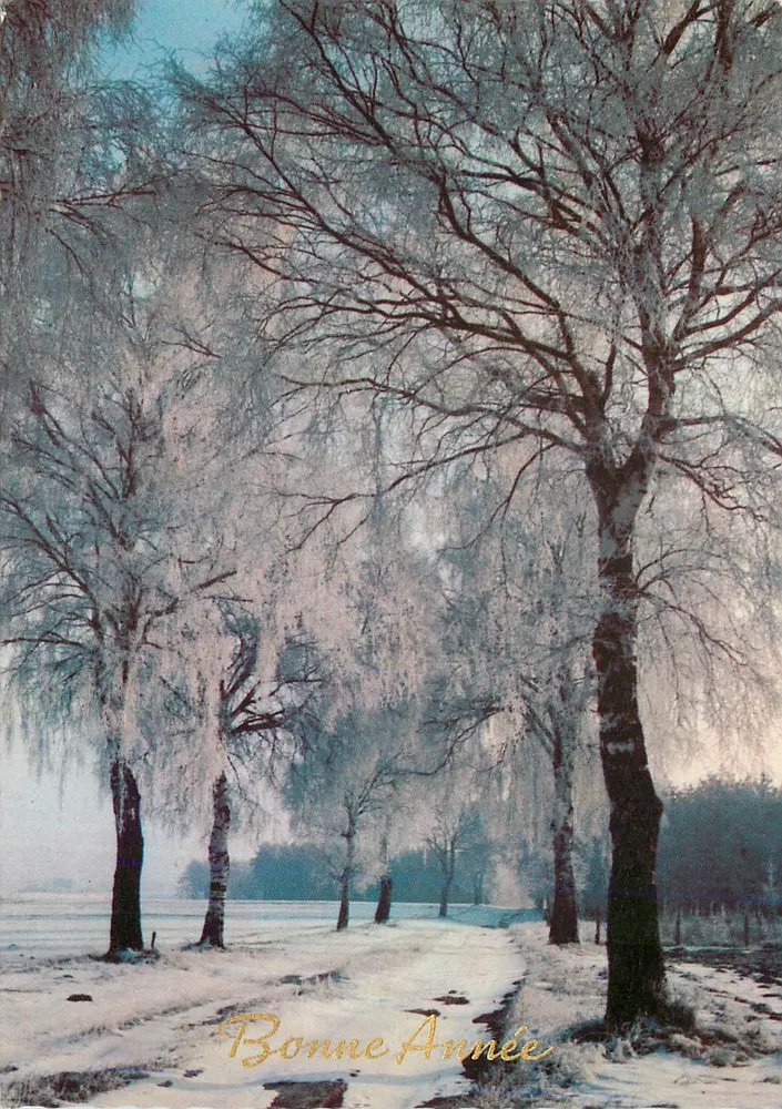 Paisagem invernal — árvores nevadas — Boa Ano — editor não visível - Frente