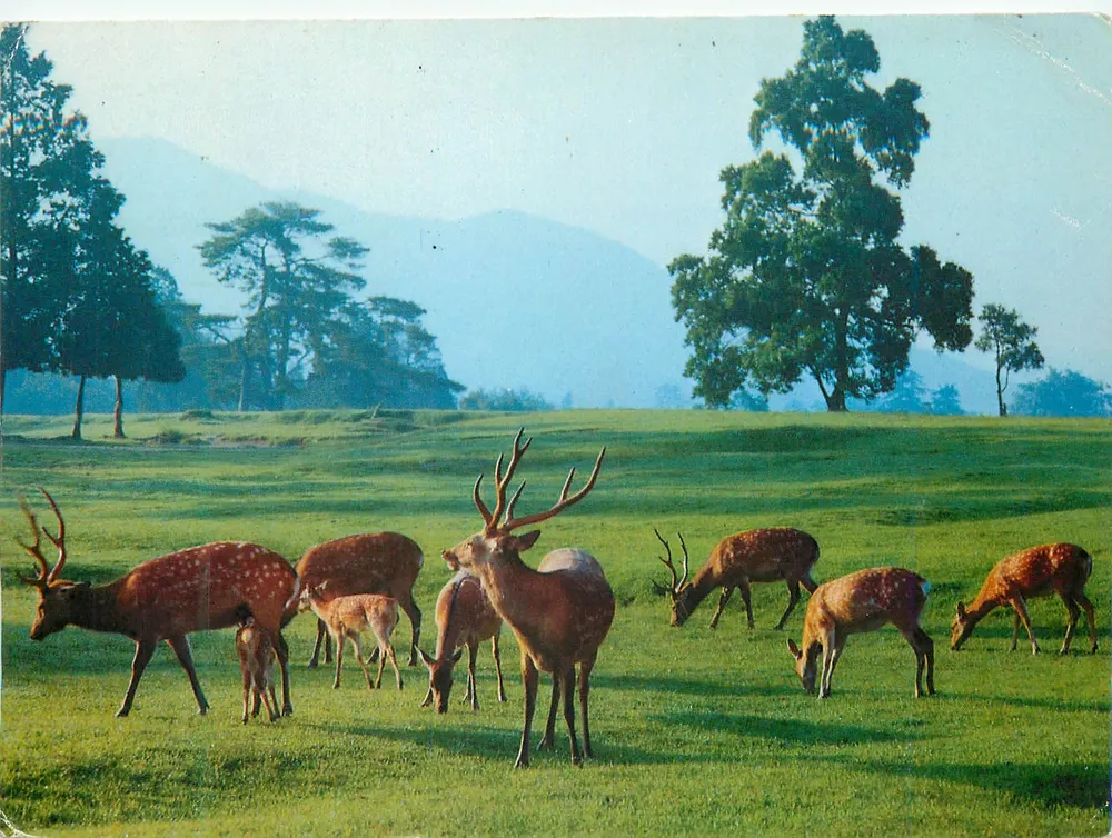 Parque de Nara — Cervos em um parque verdejante — editor não visível - Frente