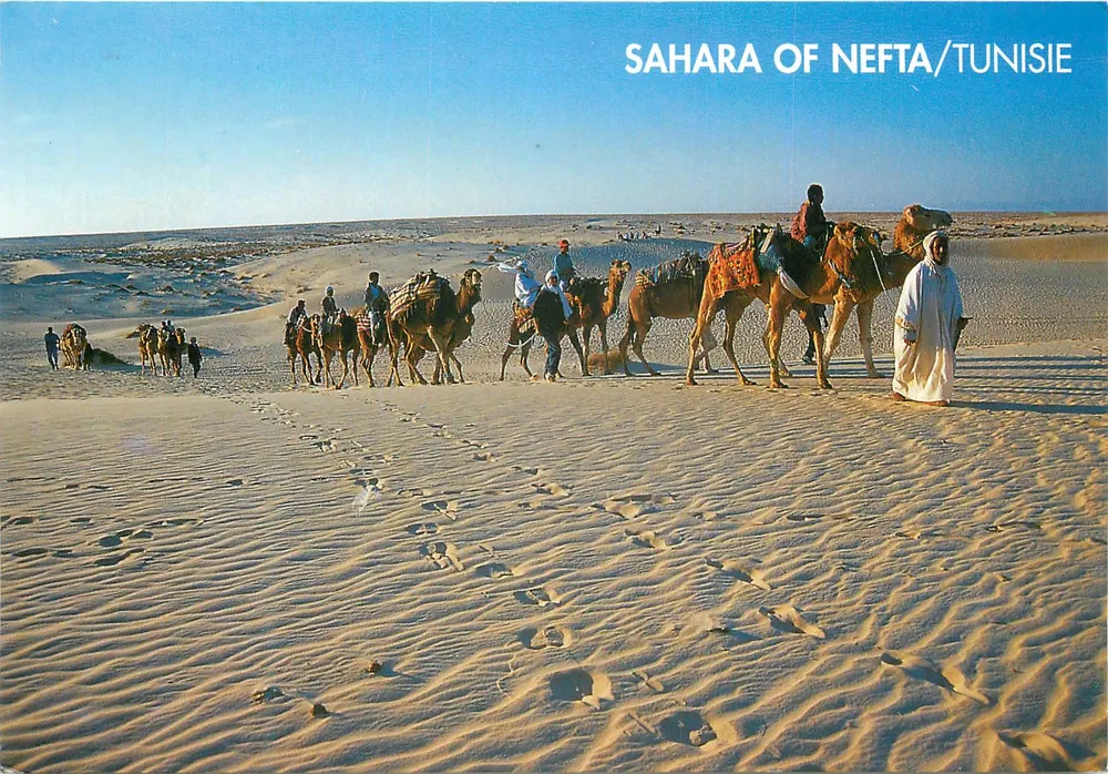 Camelo no Deserto de Nefta/Tunísia — Edições Colorama, série SAH 8 - Frente