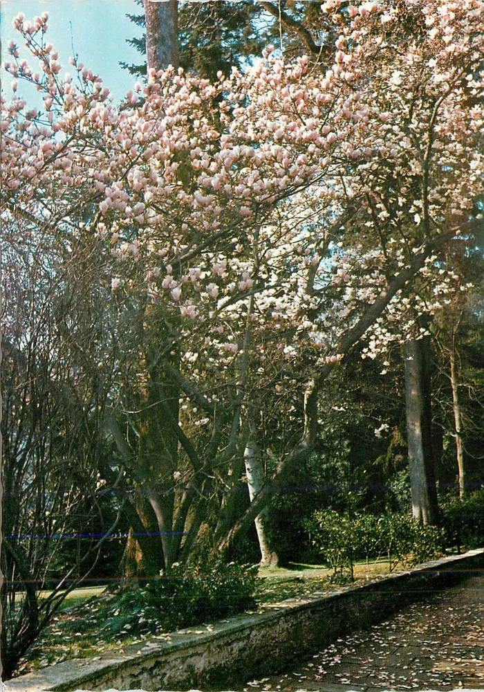 Magnolia in Bloom — Giardini dell'Isola Madre (Lago Maggiore) — Fotoatampa Reggiori, n° 1063 - Front