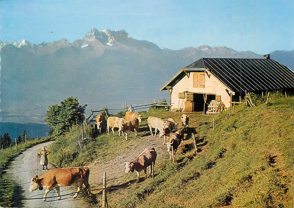 Leysin (1400 m.) — Op het alpegg — Photo Nicca, Leysin, n° 473 - Voorkant