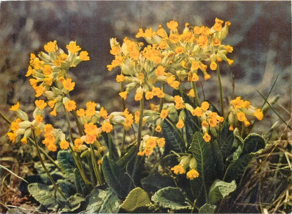 Primula veris — Cowslips — editor STF, n° 2045 - Frente