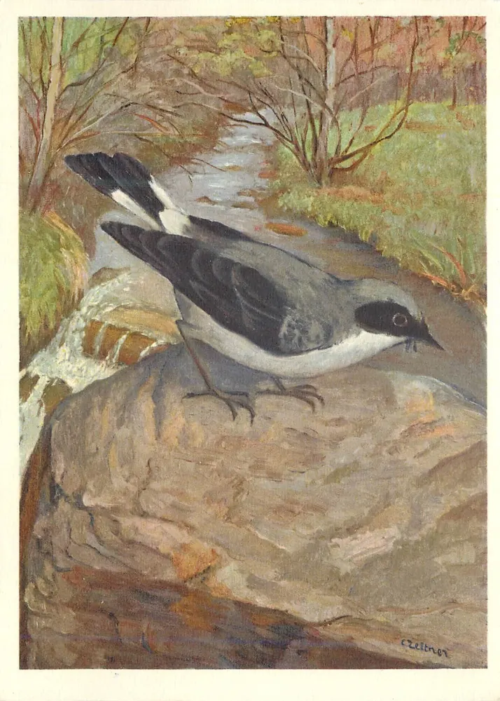Ave em borda de riacho — pintura de C. Zeilner — editor Steinsehmätzer, n°411 - Frente