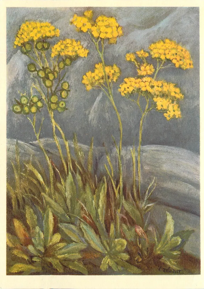 Flores alpinas amarelas — ilustração botânica — Th. E. Gyger, n° 1339 - Frente