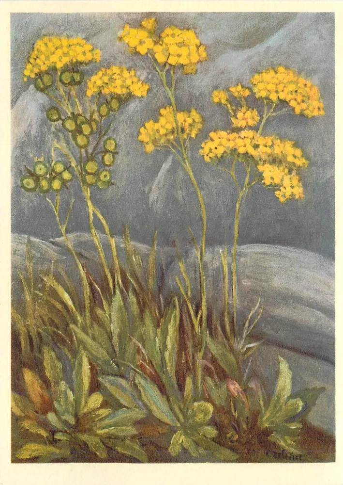 Biscutella (Ginevra) — illustrazione botanica — editore non visibile - Recto