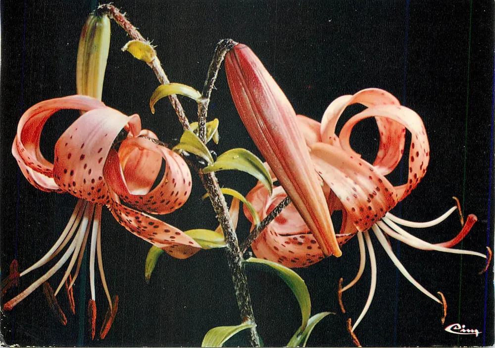Lilium Martagon — Flores de Montanha — Impressor Combier, Laon - Frente