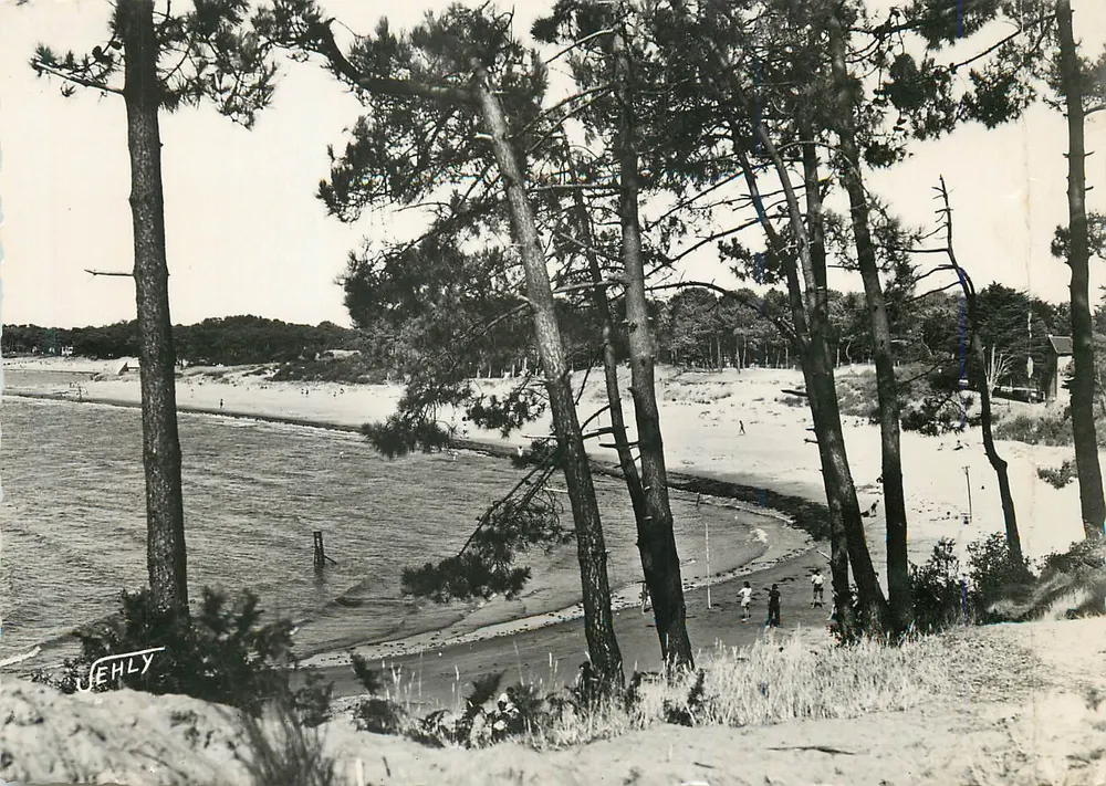 Saint-Brévin (Loire-Inférieure) — Paysage dans les pins — Éditions Vérande - Recto