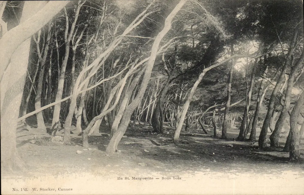 Isla de San Margarita — Bajo bosque — W. Stocker, Cannes, No. 152 - Anverso