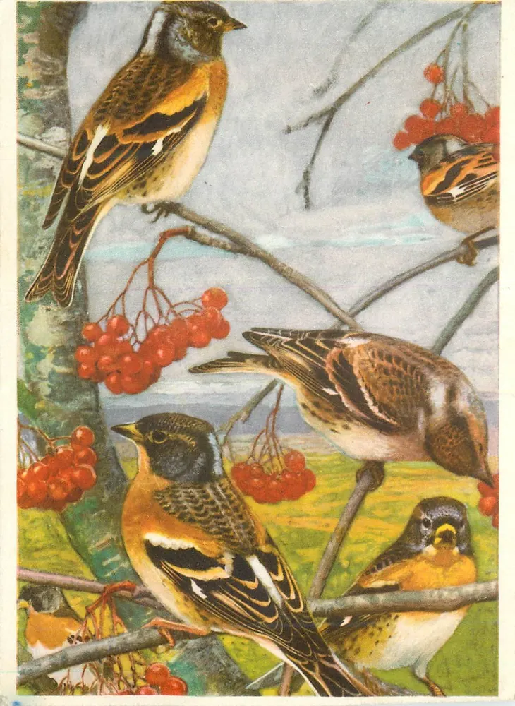 Schneevögel — Ardennensperling — Aquarell von Léo-Paul Robert 1851-1925 - Vorderseite