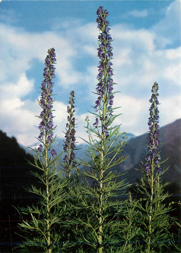 Aconitum napellus — violette Bergblüten — Verlag: Engadin Press AG, Samedan - Vorderseite