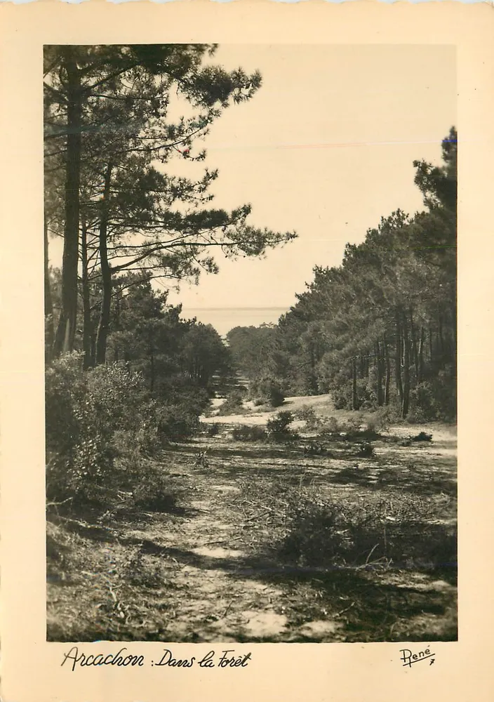 Arcachon : Na Floresta — Péné - Frente