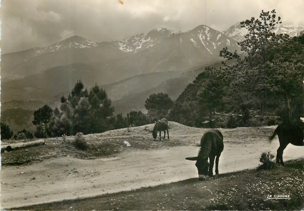 Schneeberg — Pferde an der Seite einer Straße — La Cigogne - Vorderseite