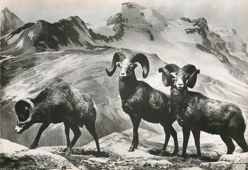 Mouflon Kanady — czyli Big-Horn — wydawca Génoline, nr 121 - Awers