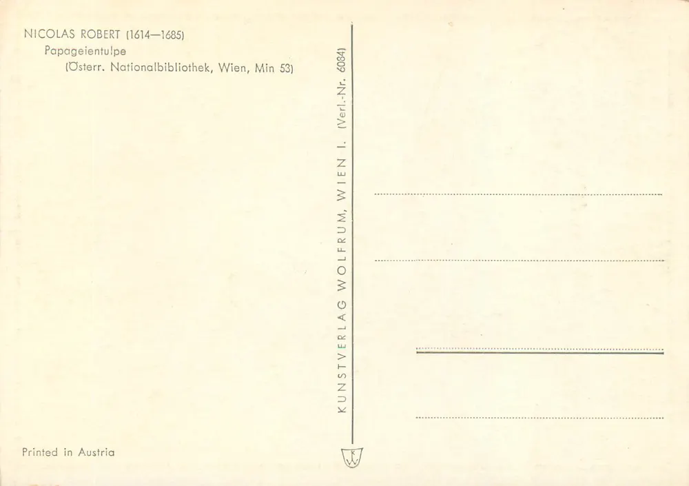Tulipa lutea cernifolia H.R.Par. — Tulipe jaune double — Kunstverlag Wien, n° 6084 - Verso