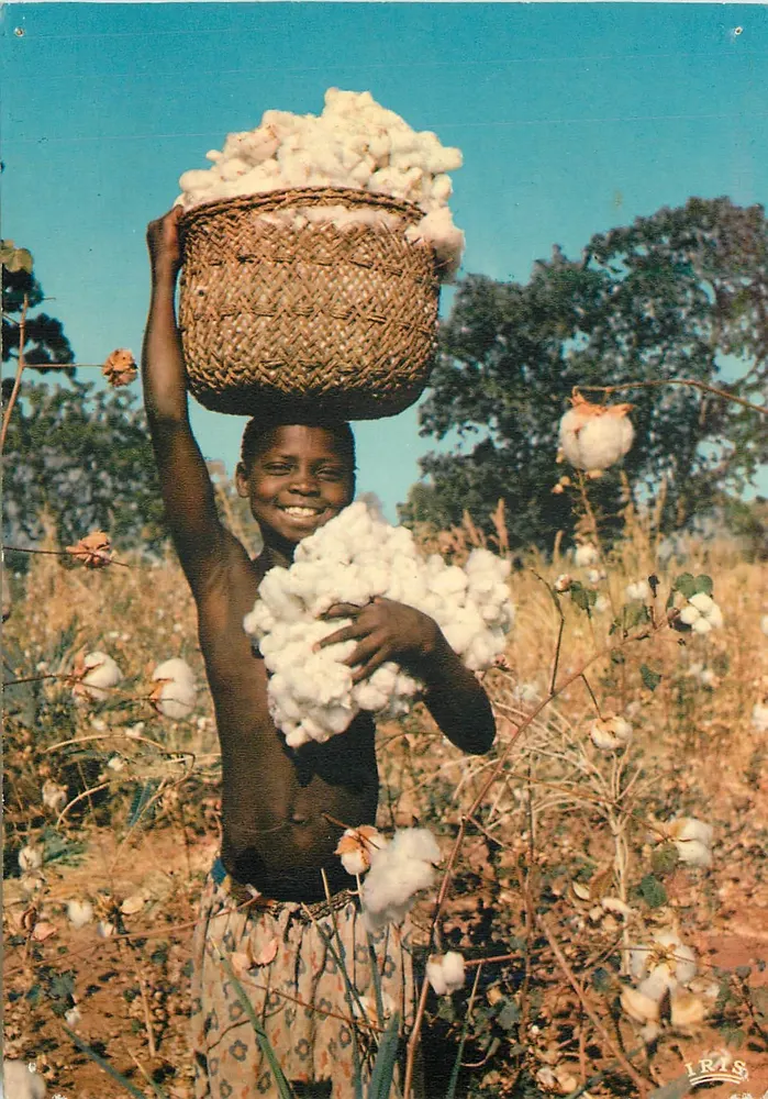 Crianças colhendo algodão — África — editor IRIS - Frente