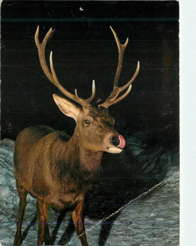 Cerf mâle — Cervus elaphus L. — Éditeur: Folio, Druck und Verlag Erpädin Press AG, Samedan - Awers