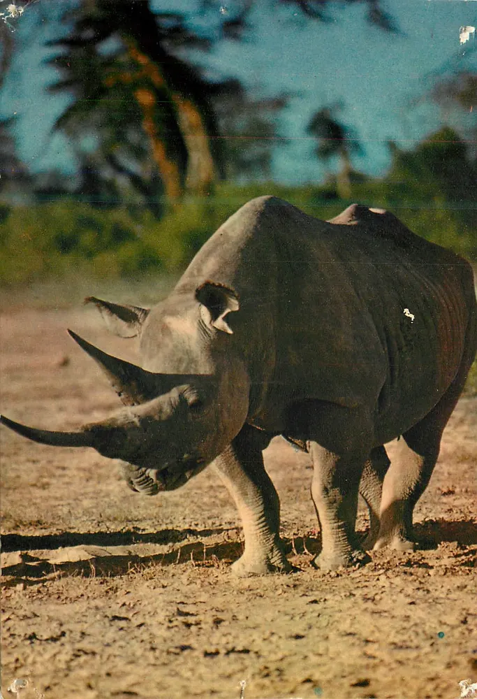 Rhinocéros — scène naturelle — éditeur PHOTO HOA-QUI, n° 102, Ar. - Frente
