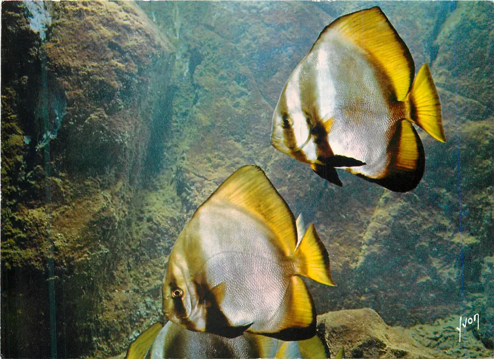Platies — Museu Oceanoográfico de Mônaco — Edições Yvon - Frente