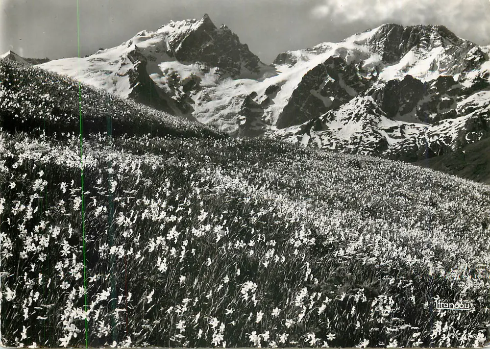 La Meije (3987 m.) — Vista do Chazelet — Edições Francou - Frente