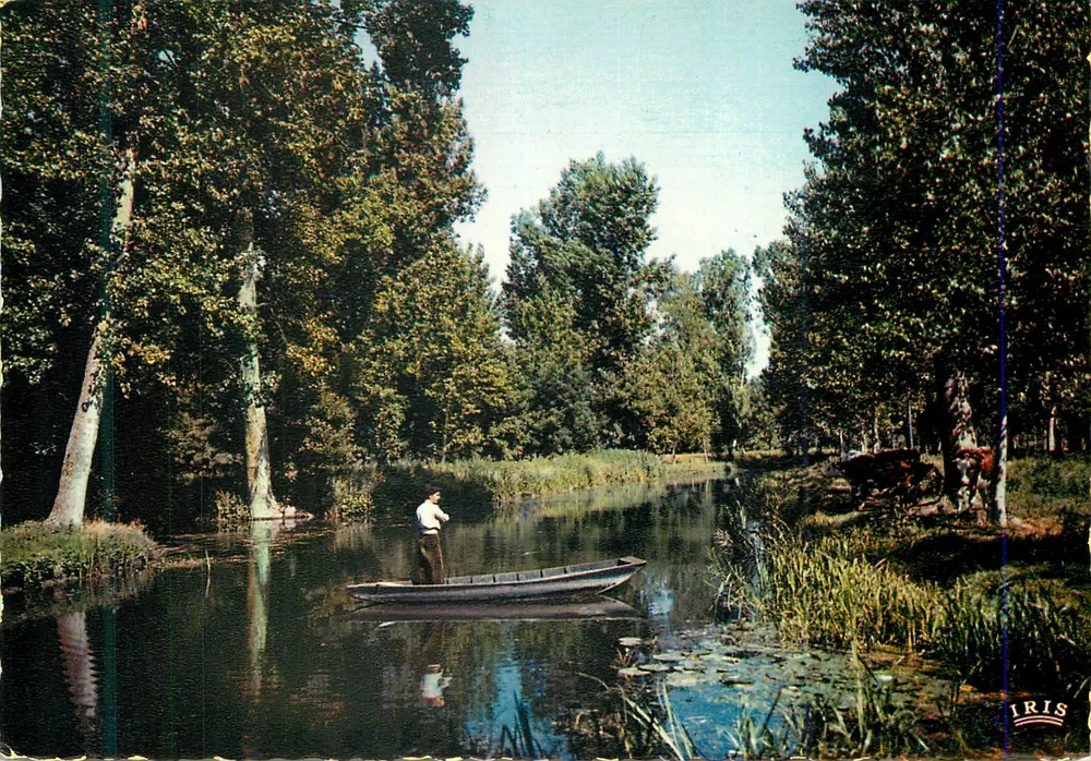 Pêcheur sur un canal bordé d'arbres — Iris — Éditions Moderne, Limoges - Recto