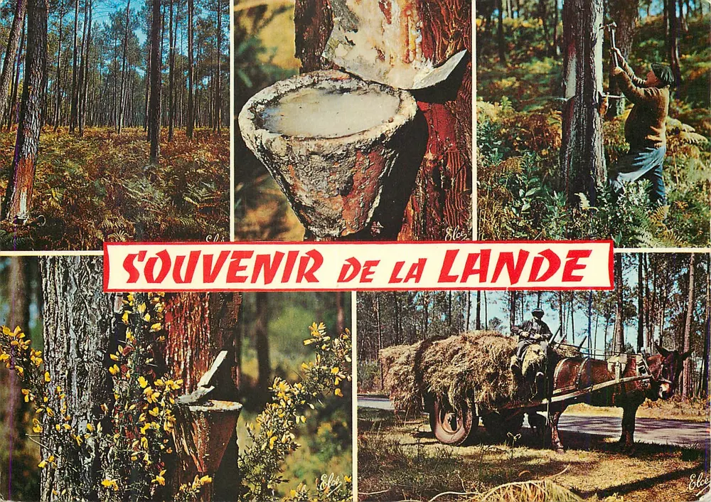 Las Landes — Pamiątka z Landes — Wydawca Elcés - Awers