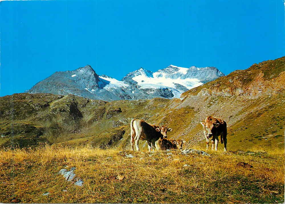 Vacas em uma alpaga — montanhas nevadas em segundo plano — Celerina-Oberengadin, n°35/115 - Frente