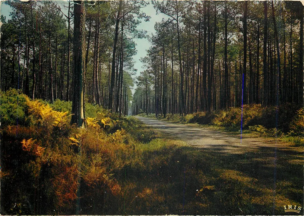 Nas nossas florestas da Gascogne — A Pinède — Edições Timoges, n°40/152 - Frente