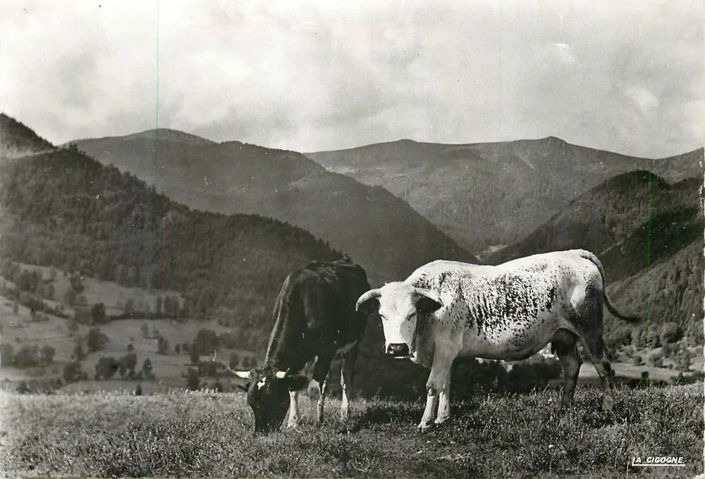 Duas vacas nas Vosges — As Vosges pitorescas — Edições 'La Cigogne' - Frente