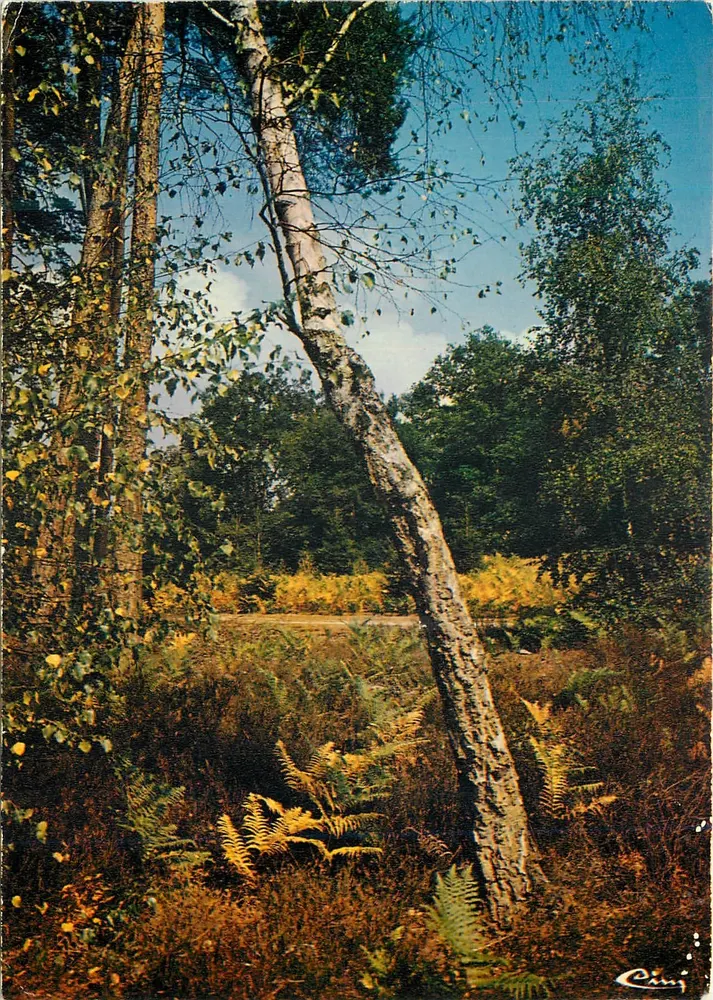 Floresta de Sologne — Um sub-bosque — Cini - Frente