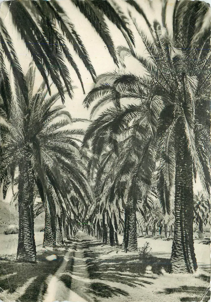Avenida de palmeras — Palmaie del Hotel Paradis — Cavaïre-sur-Mer (Var) - Anverso